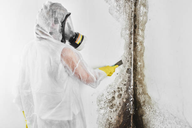 Best Certified Mold Removal  in Elizabeth City, NC