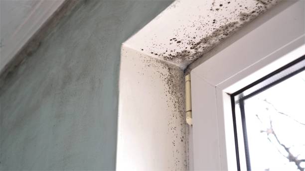 Best Mold Testing  in Elizabeth City, NC