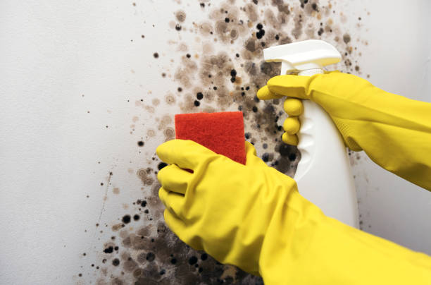 Best Best Mold Removal Companies  in Elizabeth City, NC