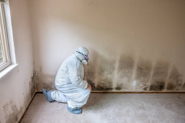 Best Mold Damage Repair  in Elizabeth City, NC