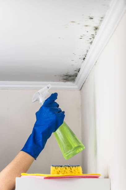 Elizabeth City, NC Mold Removal Company